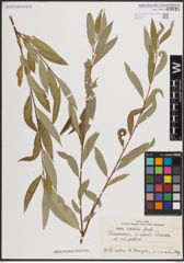 Foto von Salix excelsa S. G. Gmel.